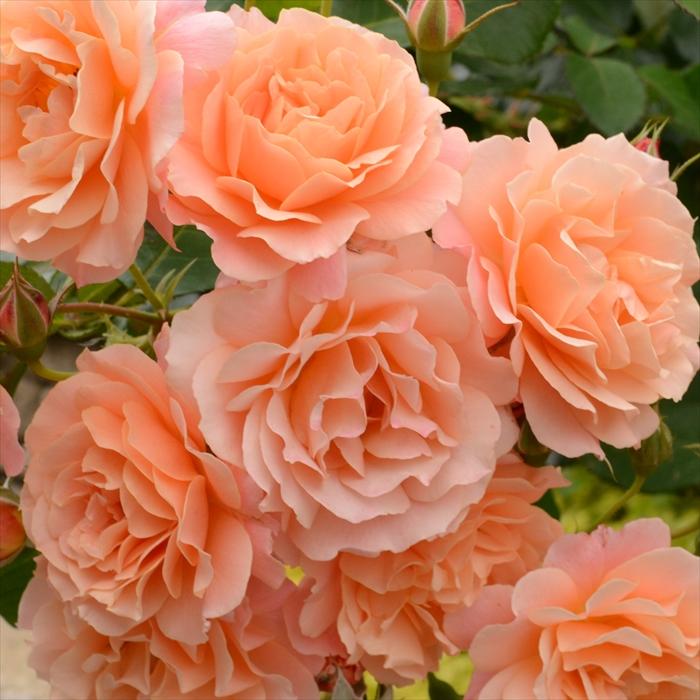 予約販売 バラ苗 バラ新苗 デルバール ボルデュール アブリコ 登録品種 四季咲き 薔薇 バラ Has 4月上旬以降発送 501 1718 014 フラワーネット日本花キ流通 通販 Yahoo ショッピング