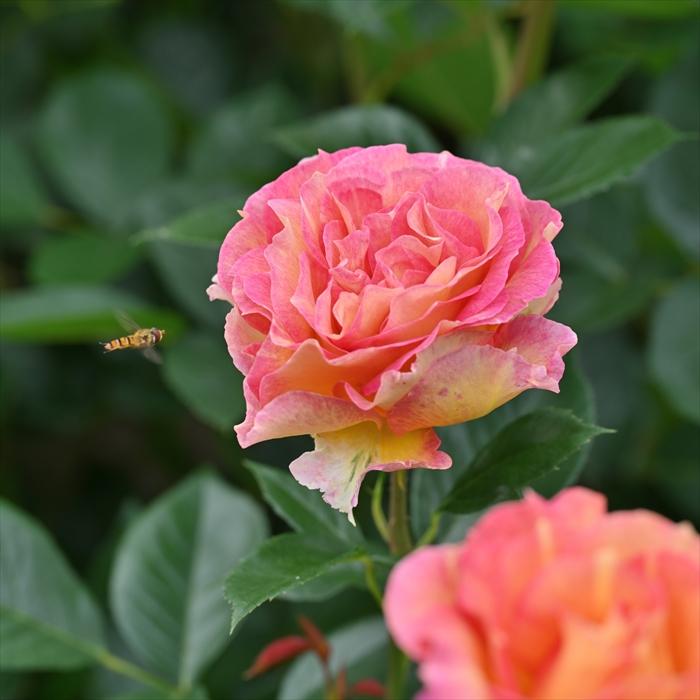 予約販売 バラ 苗 新苗 デルバール ラパリジェンヌ 登録品種 四季咲き