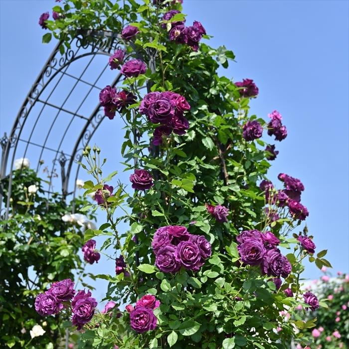 ヤマザキです ピンクの薔薇と紫の菊、オレンジのナスタスチウムの