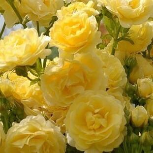 予約販売 バラ新苗 ゴールデンボーダー 四季咲き 大輪 薔薇 バラ バラ苗 Tros 4月上旬以降発送 501 006 フラワーネット日本花キ流通 通販 Yahoo ショッピング