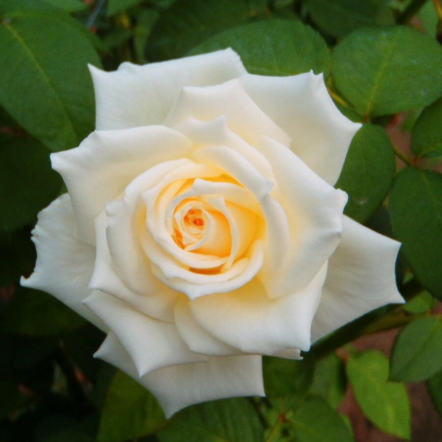 日本花キ流通 予約販売 バラ 苗 バラ 新苗 大輪 ティネケ 四季咲き