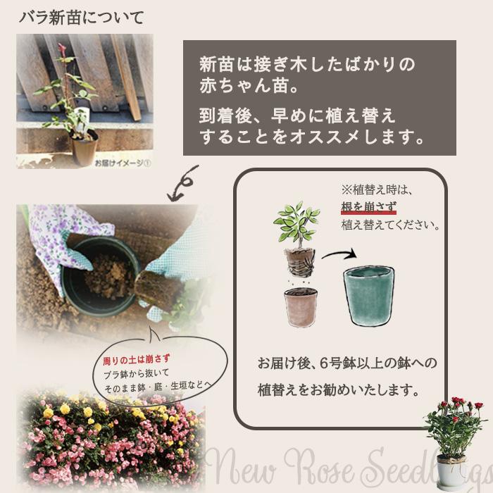 日本花キ流通 予約販売 バラ 苗 バラ 新苗 中輪 アイスバーグ 四季咲き