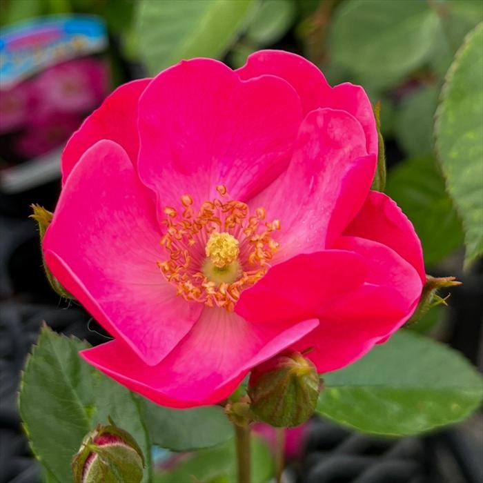 日本花キ流通 予約販売 バラ 苗 バラ 新苗 つるバラ アンジェラ 薔薇