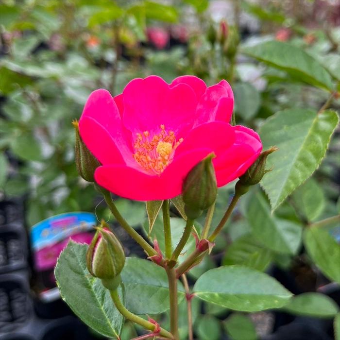 日本花キ流通 予約販売 バラ 苗 バラ 新苗 つるバラ アンジェラ 薔薇