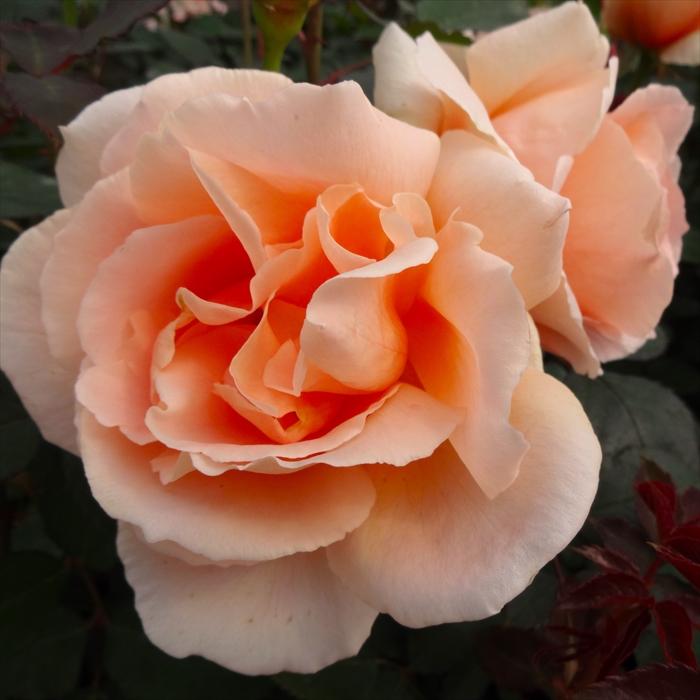 専用になりました。トルコ、薔薇4点 専用になりました。トルコ、薔薇4