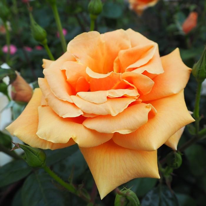 キャンドスビューティー 薔薇苗 バラ苗 挿し木苗 2025年最新】キャンド