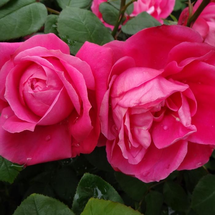 日本花キ流通 予約販売 バラ 苗 バラ 新苗 つるバラ パレード 薔薇