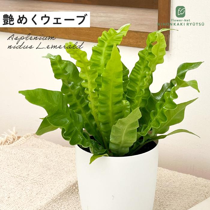 エメラルドウェーブ 観葉植物 クリスピーウェーブ 4号鉢 インテリア おしゃれ 601 002 フラワーネット日本花キ流通 通販 Yahoo ショッピング