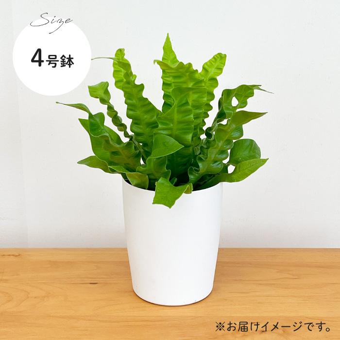 日本花キ流通 観葉植物 アスプレニウム エメラルドウェーブ クリスピー