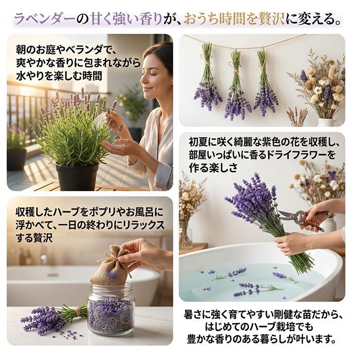 日本花キ流通 ラベンダー 苗 グロッソ 9cmポット 花苗 宿根草