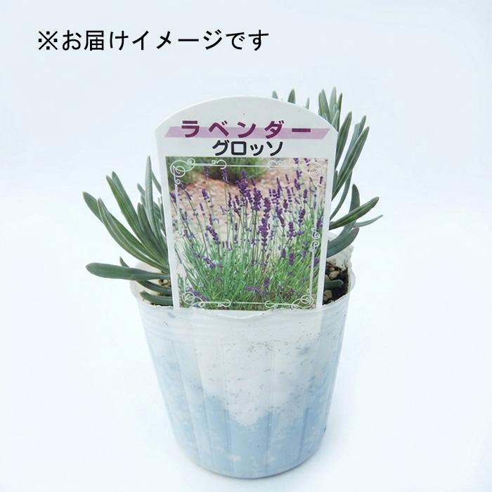 日本花キ流通 ラベンダー 苗 グロッソ 9cmポット 花苗 宿根草
