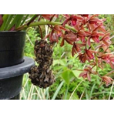 日本花キ流通 キンリョウヘン 金稜辺 日本ミツバチを集めるお花 開花