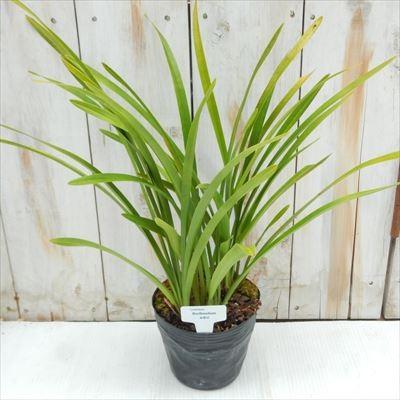 日本花キ流通 キンリョウヘン 金稜辺 日本ミツバチを集めるお花 開花