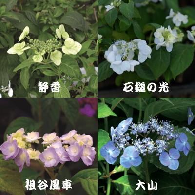 予約販売 選べるヤマアジサイ Part3 9cmポット 山アジサイ 山紫陽花 山あじさい 10月中旬以降発送 601 003 フラワーネット日本花キ流通 通販 Yahoo ショッピング