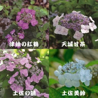 予約販売 選べるヤマアジサイ Part3 9cmポット 山アジサイ 山紫陽花 山あじさい 10月中旬以降発送 601 003 フラワーネット日本花キ流通 通販 Yahoo ショッピング