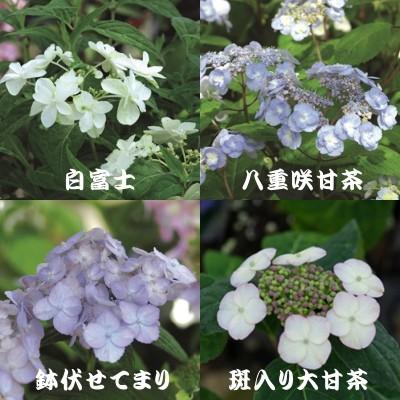 予約販売 選べるヤマアジサイ Part3 9cmポット 山アジサイ 山紫陽花 山あじさい 10月中旬以降発送 601 003 フラワーネット日本花キ流通 通販 Yahoo ショッピング