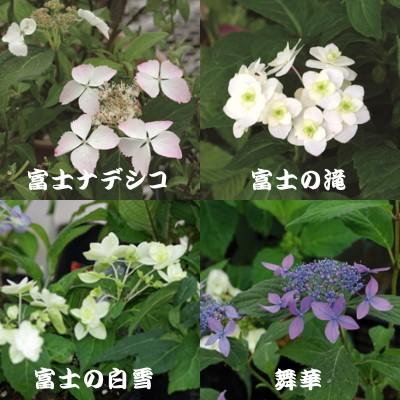 予約販売 選べるヤマアジサイ Part4 9cmポット 山アジサイ 山紫陽花 山あじさい 10月中旬以降発送 601 004 フラワーネット日本花キ流通 通販 Yahoo ショッピング