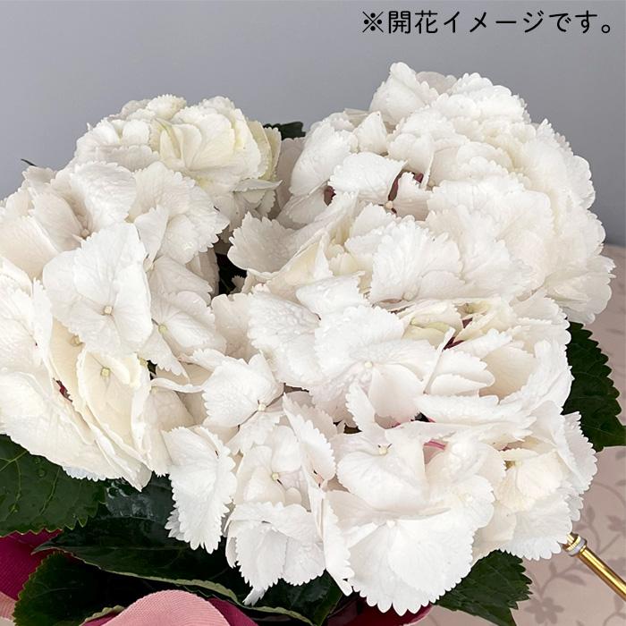꙳★*ハイドランジア꙳★* PLANCHU 鉢花 ハイドランジア ブラックスチール ゼブラ
