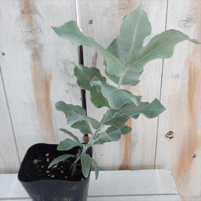 ユーカリ マクロカルパ 観葉植物 ハーブ マクロカーパ 10 5cmポット Herb 601 004 フラワーネット日本花キ流通 通販 Yahoo ショッピング