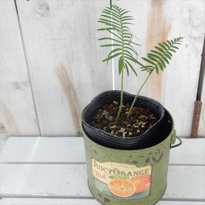 日本花キ流通 観葉植物 ディオーン エデュレ ソテツ 9cmポット 観葉