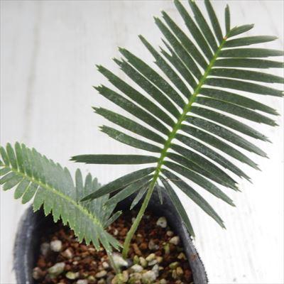 日本花キ流通 観葉植物 ディオーン エデュレ ソテツ 9cmポット 観葉
