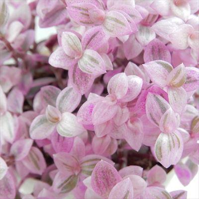 日本花キ流通 観葉植物 カリッシア ロザート カリシア 9cmポット 観葉