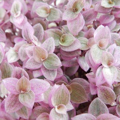 日本花キ流通 観葉植物 カリッシア ロザート カリシア 9cmポット 観葉