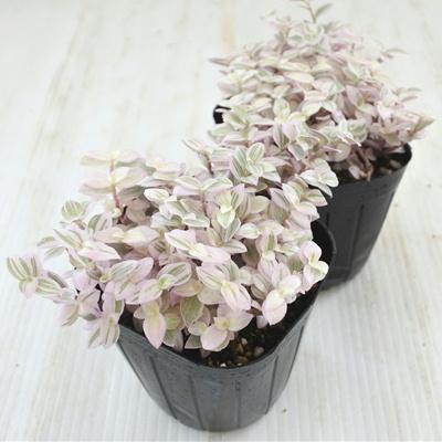 日本花キ流通 観葉植物 カリッシア ロザート カリシア 9cmポット 観葉