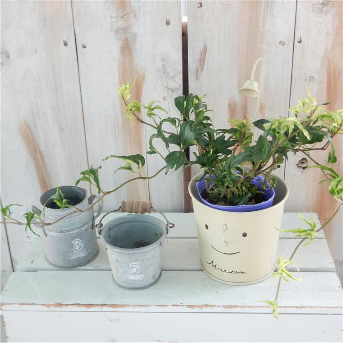 ヘデラ ヘリックス 雪の妖精 アイビー 観葉植物 7 5cmポット 601 002 フラワーネット日本花キ流通 通販 Yahoo ショッピング