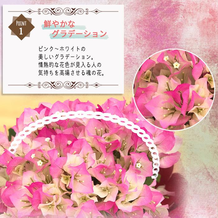 母の日 ギフト ブーゲンビレア ピンクレディー 贈り物 プレゼント ブーゲンビリア 4 5号鉢 送料無料 花 鉢植え 母の日21 701 101 フラワーネット日本花キ流通 通販 Yahoo ショッピング