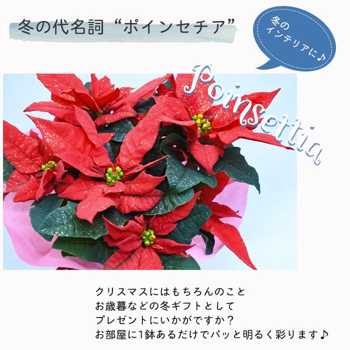 予約販売 ポインセチア ジェスター ラメ付き 4号鉢 送料無料 ギフト プレゼント 701 001 フラワーネット日本花キ流通 通販 Yahoo ショッピング