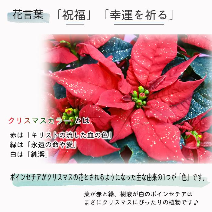 予約販売 ポインセチア ジェスター ラメ付き 4号鉢 送料無料 ギフト プレゼント 701 001 フラワーネット日本花キ流通 通販 Yahoo ショッピング