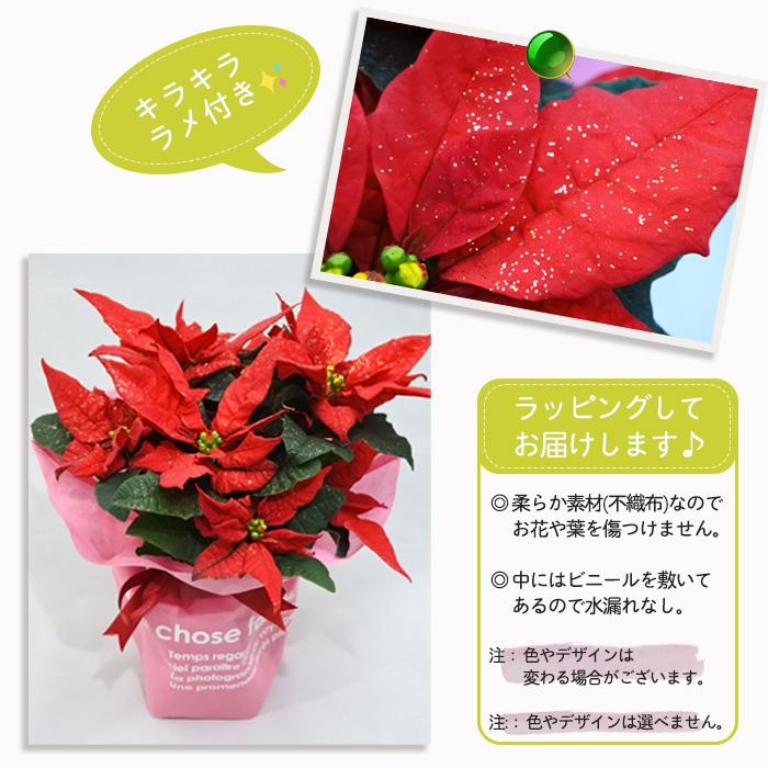 予約販売 ポインセチア ジェスター ラメ付き 4号鉢 送料無料 ギフト プレゼント 701 001 フラワーネット日本花キ流通 通販 Yahoo ショッピング