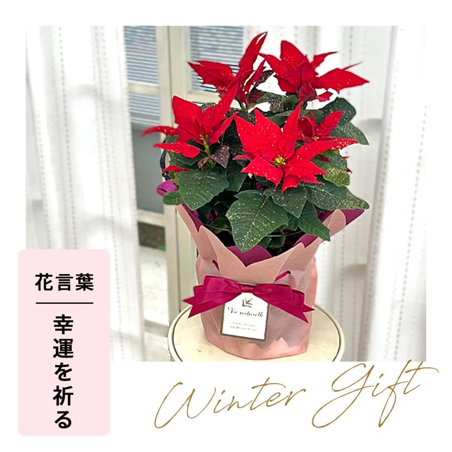 期間限定　12月16日まで　  クリスマスポインセチア 日本花キ流通 予約販売 ポインセチア レッド ラメ付き 5号鉢 送料無料