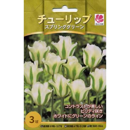 花の大和 球根 人気のチューリップ スプリンググリーン3球セット hyk