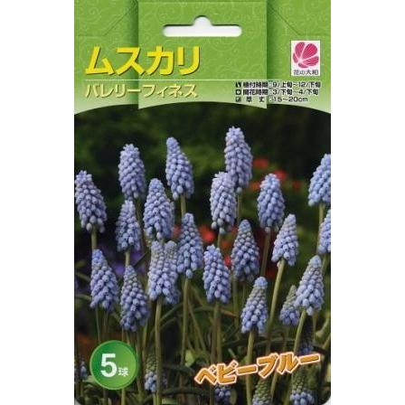 花の大和 球根 ムスカリコレクション バレリーフィネス5球セット hyk