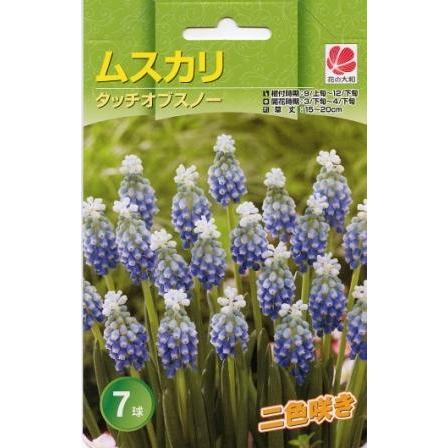 花の大和 球根 ムスカリコレクション タッチオブスノー7球セット hyk