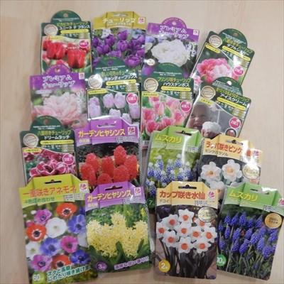 いろいろ球根福袋 チューリップ ヒアシンス 水仙 ムスカリなど16種類 送料無料 801 001 フラワーネット日本花キ流通 通販 Yahoo ショッピング