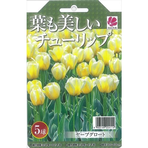 予約販売 花の大和 球根 きゅうこん 葉も美しいチューリップ ヤープグロート5球セット 801 001 フラワーネット日本花キ流通 通販 Yahoo ショッピング