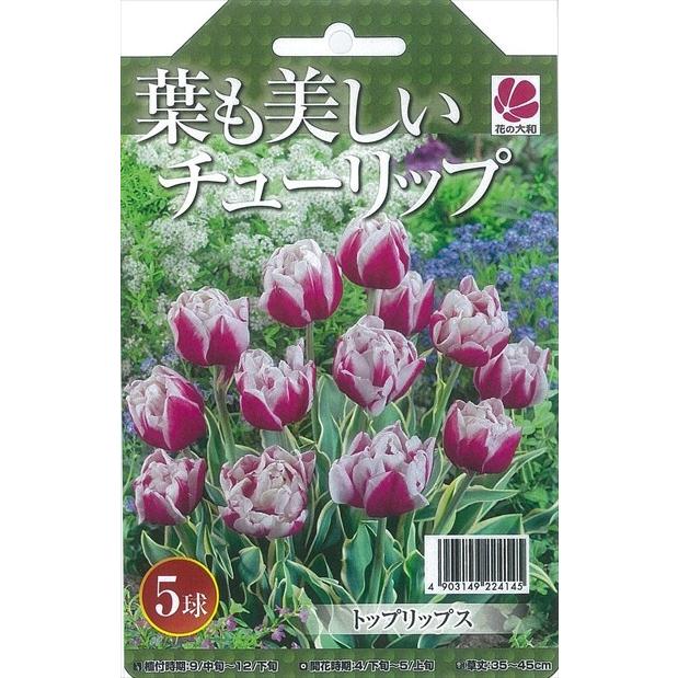 予約販売 花の大和 球根 葉も美しいチューリップ トップリップス5球セット 801 003 フラワーネット日本花キ流通 通販 Yahoo ショッピング