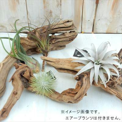 資 形おまかせ 流木 マングローブ系 M 約25cm : フラワーネット日本花