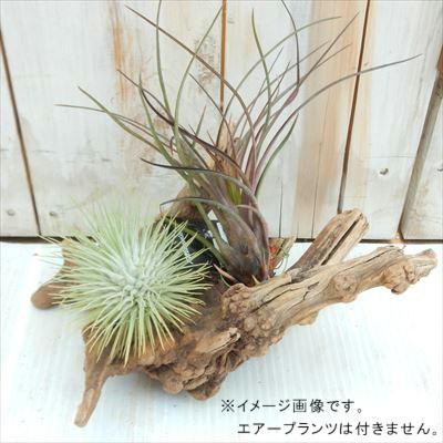 資 形おまかせ 流木 マングローブ系 S 約15cm cm 901 005 フラワーネット日本花キ流通 通販 Yahoo ショッピング