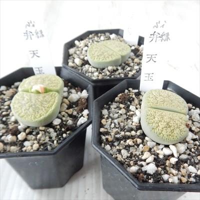 日本花キ流通 多肉植物 asリトープス 緑弁天玉 多肉植物 6cmポット