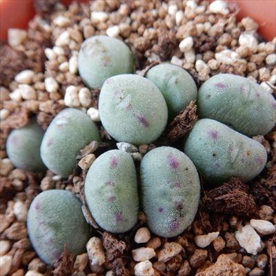 日本花キ流通 多肉植物 amコノフィツム 口笛 多肉植物 6cmポット