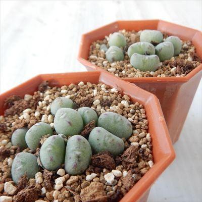 日本花キ流通 多肉植物 amコノフィツム 口笛 多肉植物 6cmポット