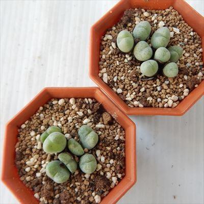 日本花キ流通 多肉植物 amコノフィツム 水玉 6cmポット メセン 日本花キ流通 多肉植物 amコノフィツム 水玉 6cmポット メセン