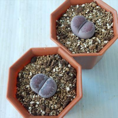 日本花キ流通 多肉植物 asリトープス 紫李夫人 6cmポット メセン 日本花キ流通 多肉植物 asリトープス 紫李夫人 6cmポット メセン