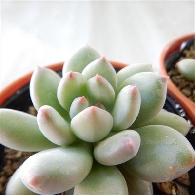 高品質の人気 多肉植物 Hmエケベリア ロジャージョーンズ エケベリア 6cmポット