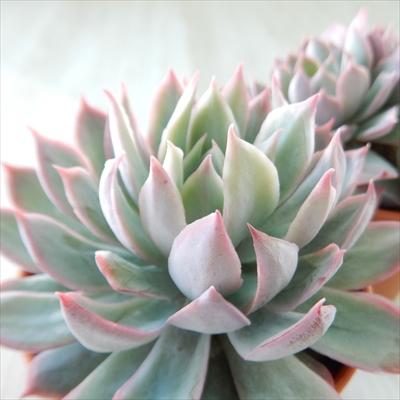 日本花キ流通 多肉植物 hmエケベリア ブラッドブリアナ 多肉植物