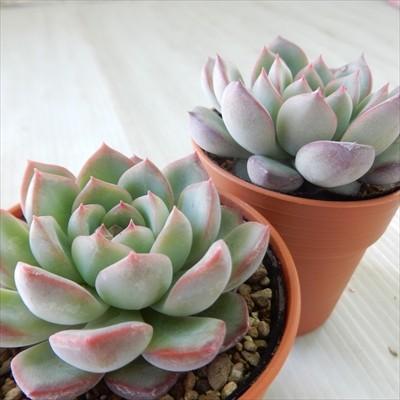 多肉植物 Yukエケベリア ラウリンゼ 花うらら 多肉植物 優木園さんの苗 エケベリア 6cmポット Aw 001 018 フラワーネット日本花キ流通 通販 Yahoo ショッピング